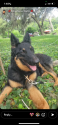 Found/Stray Female Dog last seen Pomono Park, Florida, Pomona Park, FL 32181