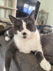 Reunited Male Cat last seen North park drive, Levittown, PA 19054