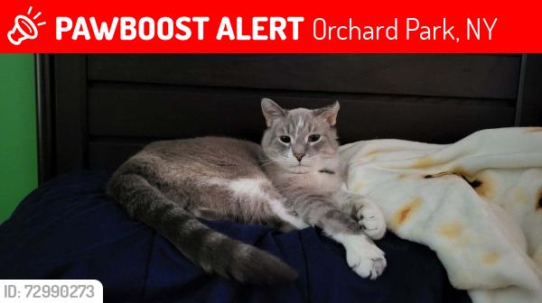 Lost Male Cat last seen Timberlake Dr, Orchard Park, NY 14127