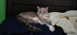 Lost Male Cat last seen Timberlake Dr, Orchard Park, NY 14127