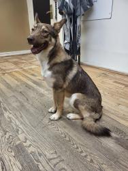 Reunited Female Dog last seen Near s grove st  , Denver, CO 80219