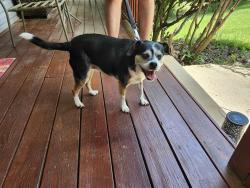 Reunited Unknown Dog last seen Red Maple Dr. Off of North Buncombe School Rd., Buncombe County, NC 28787