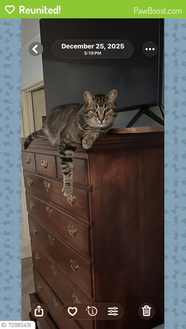 Reunited Male Cat last seen Timberlake/Springwelll Dr, Houston, TX 77043