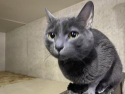 Lost Male Cat last seen St Joseph of arimathae , Yucca Valley, CA 92286