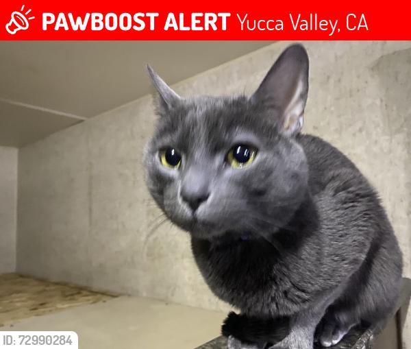 Lost Male Cat last seen St Joseph of arimathae , Yucca Valley, CA 92286