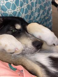 Lost Male Dog last seen red robin dr, Beech Grove, IN 46107