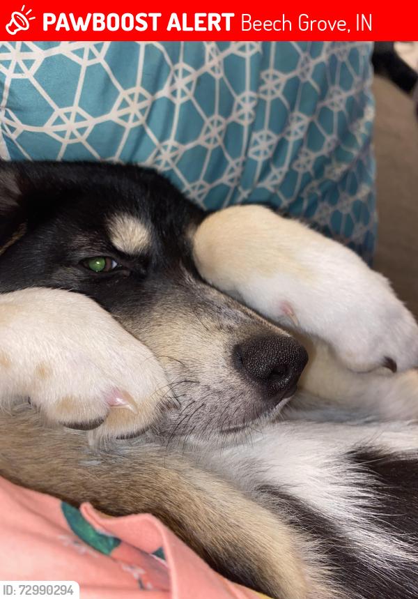 Lost Male Dog last seen red robin dr, Beech Grove, IN 46107