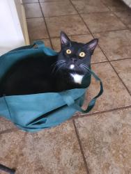 Lost Male Cat last seen Eastern Pines Road and Kathleen Drive, Greenville, NC 27858