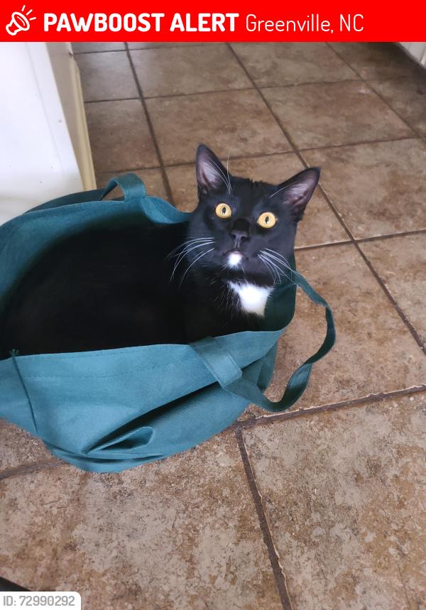 Lost Male Cat last seen Eastern Pines Road and Kathleen Drive, Greenville, NC 27858
