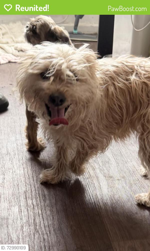 Reunited Female Dog last seen royal oak blackpool, Blackpool, England FY1