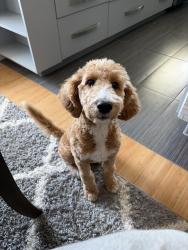 Lost Female Dog last seen Queensvalley RD 42E, Anola, MB R0E