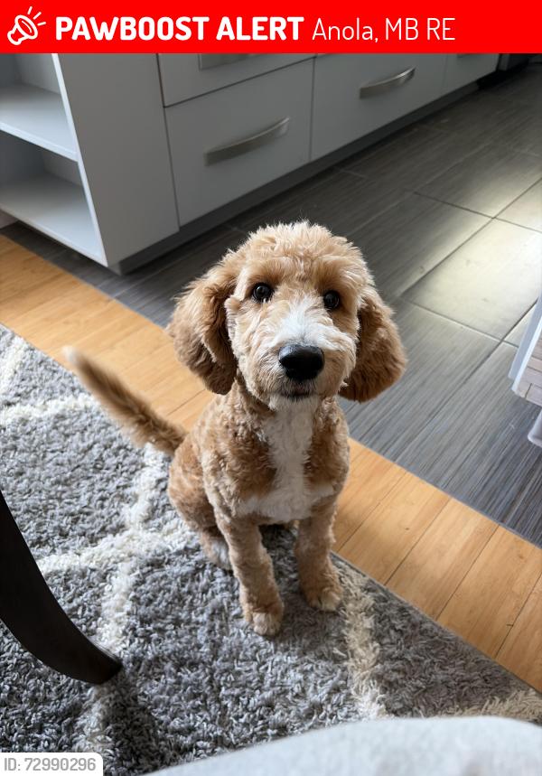 Lost Female Dog last seen Queensvalley RD 42E, Anola, MB R0E