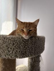 Lost Female Cat last seen National ave  and Beckwith ave, Morton Grove, IL 60053