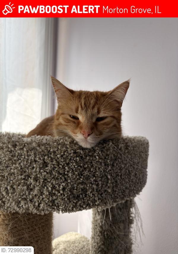 Lost Female Cat last seen National ave  and Beckwith ave, Morton Grove, IL 60053