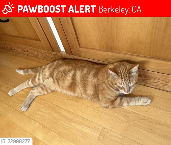 Lost Male Cat last seen Derby and Fulton St., Berkeley, CA 94705