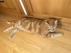 Lost Male Cat last seen Derby and Fulton St., Berkeley, CA 94705