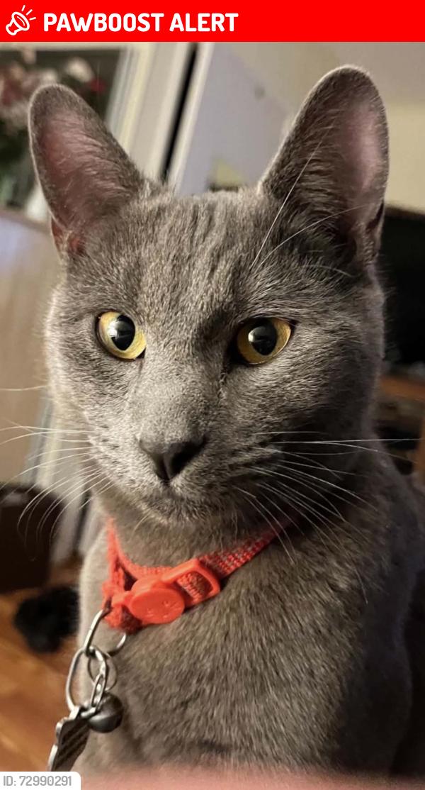 Lost Male Cat last seen Daniel’s Avenue and Van Sant Drivw, Hamilton Township, NJ 08690