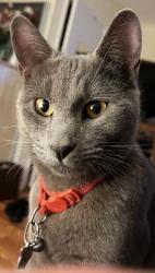 Lost Male Cat last seen Daniel’s Avenue and Van Sant Drivw, Hamilton Township, NJ 08690