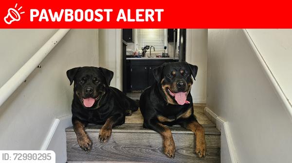 Lost Female Dog last seen 243rd st and Dempsey rd Leavenworth County Ks, Leavenworth County, KS 66086