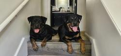 Lost Female Dog last seen 243rd st and Dempsey rd Leavenworth County Ks, Leavenworth County, KS 66086