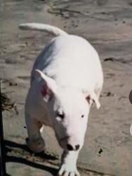 Lost Male Dog last seen Baja Malibu , Tijuana, B.C. 92154