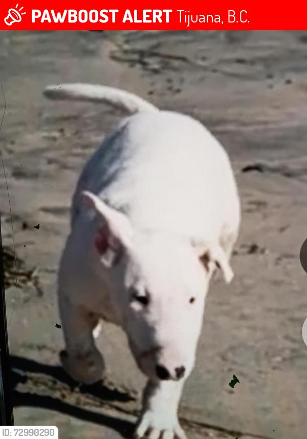 Lost Male Dog last seen Baja Malibu , Tijuana, B.C. 92154