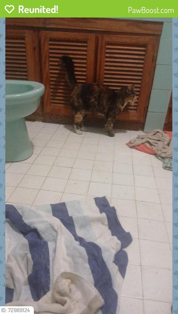 Reunited Female Cat last seen St Francis of Assissi church, Pretoria, GP 0157