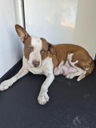 Shelter Stray Female Dog last seen Near BLOCK MOHAWK ST, BAKERSFIELD CA, 201 S Mt Vernon Ave, Bakersfield, CA 93307, USA