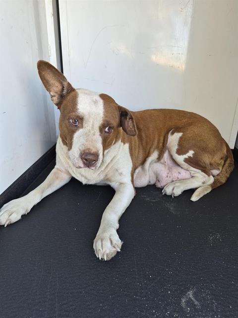 Shelter Stray Female Dog last seen Near BLOCK MOHAWK ST, BAKERSFIELD CA, 201 S Mt Vernon Ave, Bakersfield, CA 93307, USA