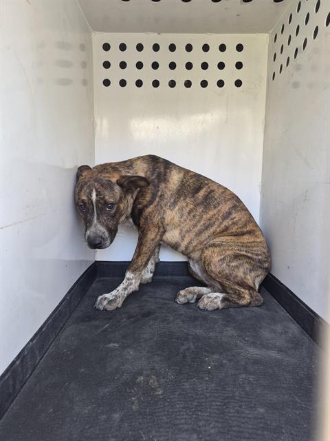 Shelter Stray Female Dog last seen Near BLK MOHAWK ST, BAKERSFIELD CA, 201 S Mt Vernon Ave, Bakersfield, CA 93307, USA