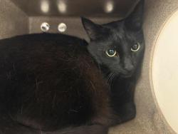 Shelter Stray Male Cat last seen Near BLOCK 104TH AVE SE, KENT WA 98030, 21615 64th Ave S, Kent, WA 98032, USA