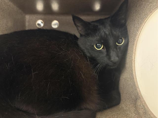 Shelter Stray Male Cat last seen Near BLOCK 104TH AVE SE, KENT WA 98030, 21615 64th Ave S, Kent, WA 98032, USA
