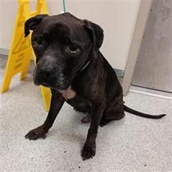 Shelter Stray Male Dog last seen ELK GROVE BLVD / BRUCEVILLE RD, 9150 Union Park Way, Elk Grove, CA 95624, USA