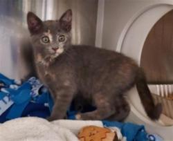 Shelter Stray Female Cat last seen CAMPBELL RD / ELK GROVE FLORIN RD, 9150 Union Park Way, Elk Grove, CA 95624, USA