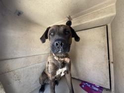 Shelter Stray Male Dog last seen Near BLOCK S ROBINSON AVE, OKLAHOMA CITY OK 73109, 2811 SE 29th St, Oklahoma City, OK 73129, USA