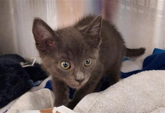 Shelter Stray Male Cat last seen CAMPBELL RD / ELK GROVE FLORIN RD, 9150 Union Park Way, Elk Grove, CA 95624, USA