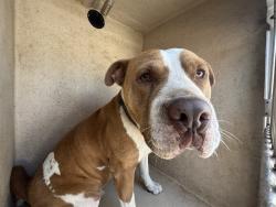 Shelter Stray Male Dog last seen Near BLOCK S ROBINSON AVE, OKLAHOMA CITY OK 73109, 2811 SE 29th St, Oklahoma City, OK 73129, USA