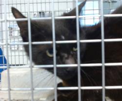 Shelter Stray Unknown Cat last seen , 2811 SE 29th St, Oklahoma City, OK 73129, USA