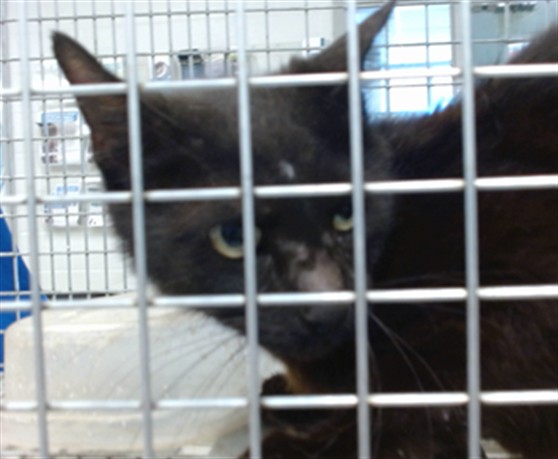Shelter Stray Unknown Cat last seen , 2811 SE 29th St, Oklahoma City, OK 73129, USA