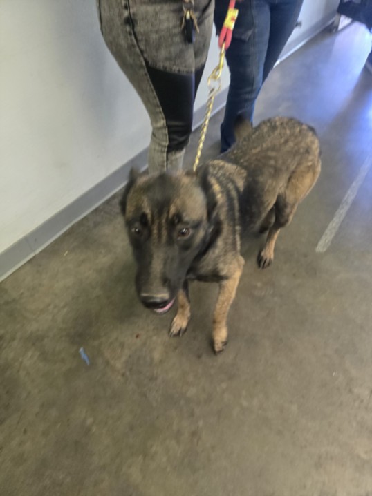 Shelter Stray Female Dog last seen , 1850 W 60th St, Los Angeles, CA 90047, USA