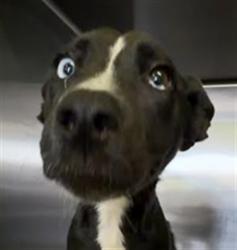 Shelter Stray Female Dog last seen , 1850 W 60th St, Los Angeles, CA 90047, USA
