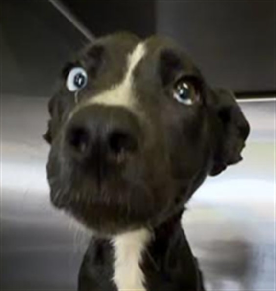 Shelter Stray Female Dog last seen , 1850 W 60th St, Los Angeles, CA 90047, USA