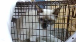 Shelter Stray Unknown Cat last seen Near BLOCK NW 24 CT, 3599 NW 79th Ave, Doral, FL 33122, USA