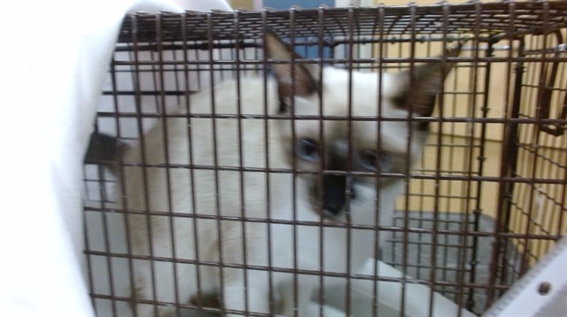 Shelter Stray Female Cat last seen Near BLOCK NW 24 CT, 3599 NW 79th Ave, Doral, FL 33122, USA