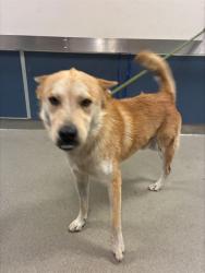 Shelter Stray Male Dog last seen Near BLOCK NE 135 ST, 3599 NW 79th Ave, Doral, FL 33122, USA