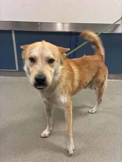 Shelter Stray Male Dog last seen Near BLOCK NE 135 ST, 3599 NW 79th Ave, Doral, FL 33122, USA
