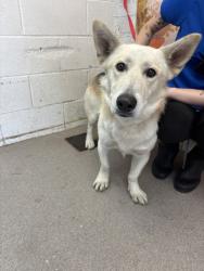 Shelter Stray Male Dog last seen Near BLOCK E MARGARITA AVE, 333 Chandler Pl, San Bernardino, CA 92408, USA
