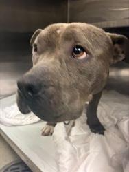 Shelter Stray Female Dog last seen Near BLOCK NW 23RD AVE,, 3599 NW 79th Ave, Doral, FL 33122, USA