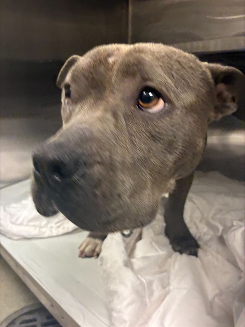 Shelter Stray Female Dog last seen Near BLOCK NW 23RD AVE,, 3599 NW 79th Ave, Doral, FL 33122, USA