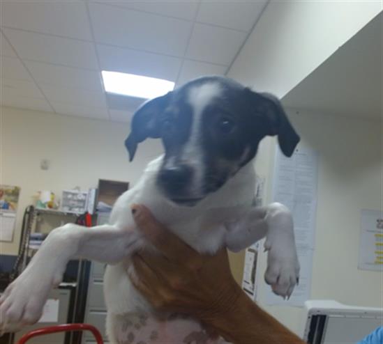 Shelter Stray Male Dog last seen FARM RD 137 AND 160 ST, 3599 NW 79th Ave, Doral, FL 33122, USA